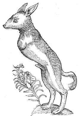 Canis leporinus bipes cum cynocephalia
